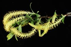 Salix triandra. Male catkins.
 Image: D. Glenny © Landcare Research 2020 CC BY 4.0